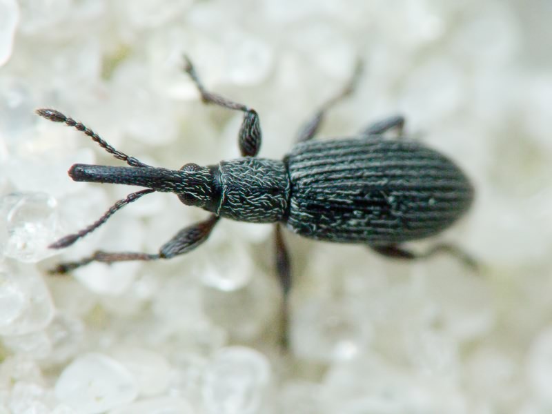 Ceratapion (Angustapion) transsylvanicum (Schilsky, 1906)